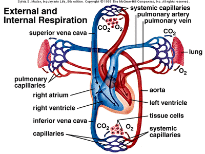 Vocabulary - The Circulatory system